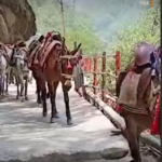 शासन ने यात्रा मार्गों पर अश्ववंशीय पशुओं के संचालन के लिए जारी की नई एसओपी