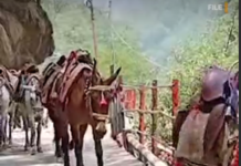 शासन ने यात्रा मार्गों पर अश्ववंशीय पशुओं के संचालन के लिए जारी की नई एसओपी